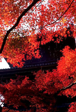 Fa-121.JPG (60567 byte)