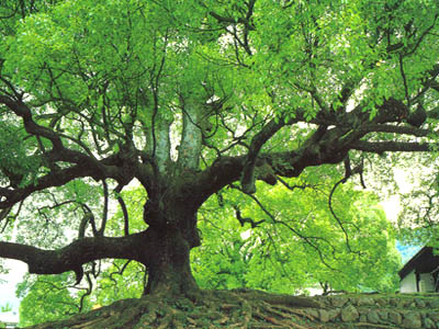 Fa-89.JPG (59043 byte)