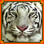 Tigre bianca ^^